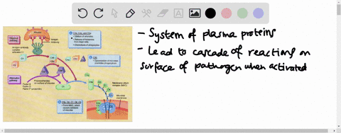 complement-proteins-function-in-defense-by-_____-a-neutralizing-toxins-b-enhancing-resident-bacteria