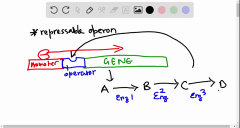 a-repressible-operon-codes-for-the-enzymes-of-the-following-pathway-which-component-of-the-pathway-4