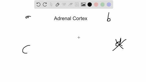 which-of-the-following-statements-about-the-adrenal-cortex-or-its-hormones-is-true-a-the-adrenal-cor