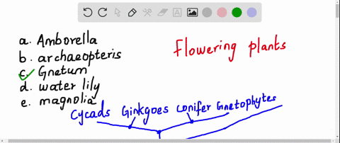this-flowering-plant-may-be-the-nearest-living-relative-to-the-ancestor-of-all-flowering-plants-a--3
