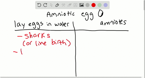 turtles-lizards-and-birds-belong-to-one-major-lineage-of-amniotes-and-____-belong-to-another-a-shark