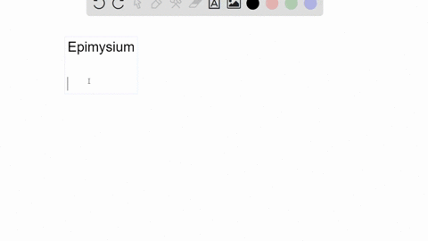 what-would-happen-to-skeletal-muscle-if-the-epimysium-were-destroyed