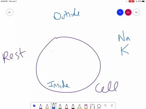 the-sodium-ion-is-at-the-highest-concentration-in-a-intracellular-fluid-b-extracellular-fluid-c-bloo