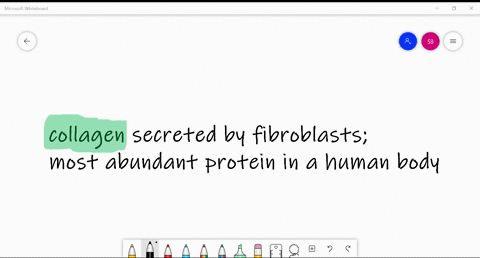 the-most-abundant-protein-in-the-human-body-is-___-made-by-fibroblasts-a-collagen-b-keratin-c-melani