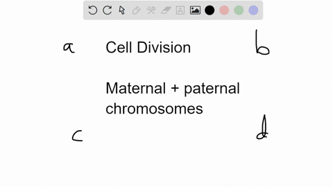 just-prior-to-cell-division-homologous-chromosomes-a-are-replicated-b-consist-of-two-sister-chromati