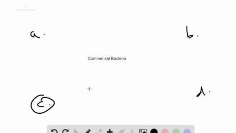bacteria-that-produce-vitamin-mathrmb_12-and-beneficial-short-chain-fatty-acids-scfas-live-in-the-__