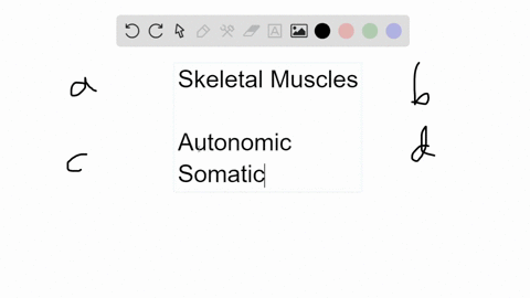 skeletal-muscles-are-controlled-by-the-_____-system-a-sympathetic-b-parasympathetic-c-somatic-d-both