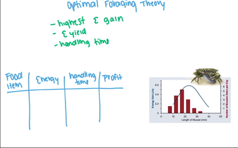 according-to-optimal-foraging-theory-a-individuals-minimize-energy-intake-per-unit-of-time-b-energy-