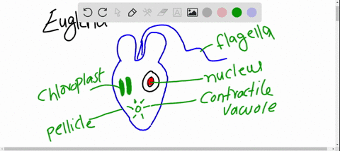 draw-simple-sketches-of-a-euglena-and-a-paramecium-choose-the-appropriate-structures-for-each-organi