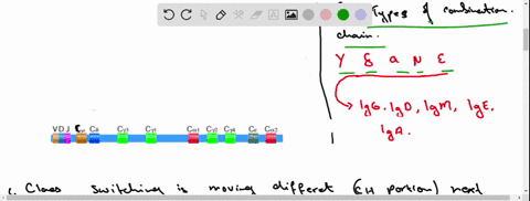 howwhy-do-antibodies-undergo-a-class-switch-from-producing-igm-antibodies-to-any-of-the-other-isotyp
