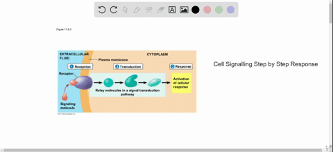 what-is-the-correct-order-for-the-following-events-in-the-interaction-of-a-cell-with-a-signal-1-al-2