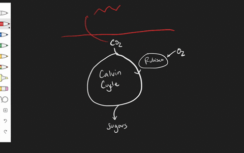 describe-two-alternative-photosynthesis-pathways-found-in-plants-suggest-how-these-adaptations-might