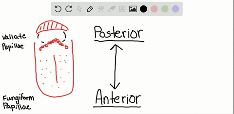 taste-buds-are-found-on-the-a-anterior-part-of-the-tongue-b-posterior-part-of-the-tongue-c-palate-d-