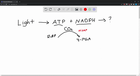 the-atp-and-nadph-from-the-light-reactions-are-used-to-a-split-water-b-cause-rubp-carboxylase-to-fix