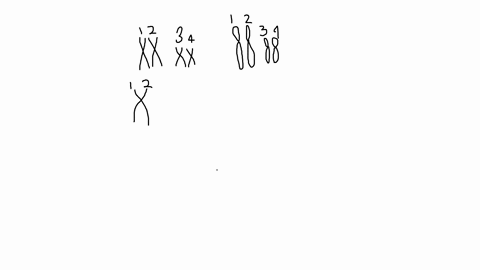 the-figure-that-follows-shows-the-metaphase-chromosomes-of-a-male-of-a-particular-species-these-chro