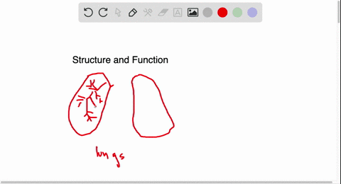 from-an-examination-of-the-structure-of-many-animal-organs-a-it-is-apparent-that-an-organs-surface-a