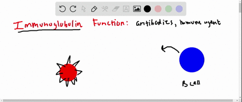 what-is-the-function-of-an-immunoglobulin-3