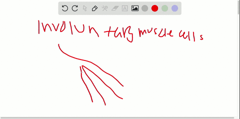 involuntary-muscles-are-controlled-by-the-________-nervous-system-a-somatic-b-autonomic-c-sympatheti