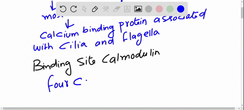 because-calmodulin-activates-many-different-effectors-eg-protein-kinases-phosphodiesterases-calciu-2