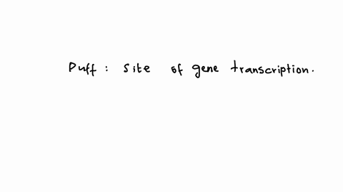 what-genetic-process-is-occurring-in-a-puff-of-a-polytene-chromosome