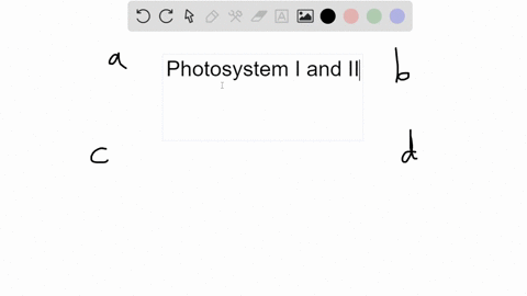 in-the-light-dependent-reactions-of-photosynthesis-photosystem-i-functions-to-_____-and-photosystem-