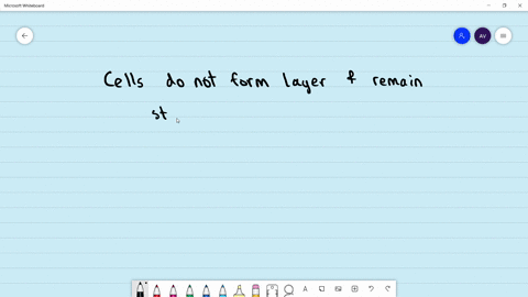 which-of-the-following-cells-do-not-form-layer-and-remain-structurally-separate-a-epithelial-cells-b