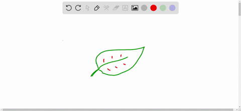 a-vascular-bundle-in-a-leaf-is-called-________-a-a-vascular-cylinder-b-mesophyll-c-a-vein-d-vascular