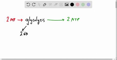the-metabolic-process-that-produces-the-most-atp-molecules-is-a-glycolysis-b-the-citric-acid-cycle-c