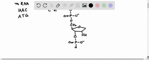 draw-the-complete-structure-of-the-deoxyribonucleotide-sequence-from-which-the-mrna-codon-in-problem