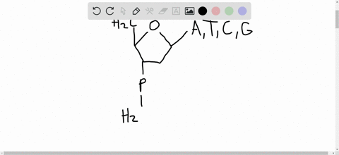 what-are-the-three-kinds-of-molecular-subunits-in-dna-which-two-form-the-backbone-of-dna-strands-2