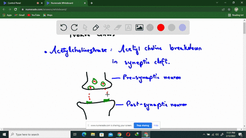 acetylcholinesterase-breaks-down-and-inactivates-acetylcholine-some-nerve-gases-used-as-chemical-wea