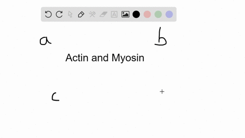 release-of-___________-reticulum-allows-actin-and-myosin-filaments-to-interact-a-myoglobin-c-calcium