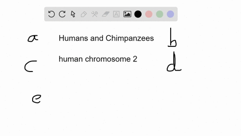 which-of-the-following-genetic-characteristics-is-shared-by-humans-and-chimpanzees-a-they-have-the-s