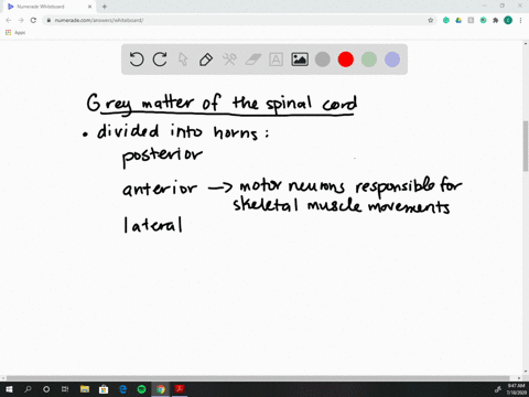 what-region-of-the-spinal-cord-contains-motor-neurons-that-direct-the-movement-of-skeletal-muscles-a
