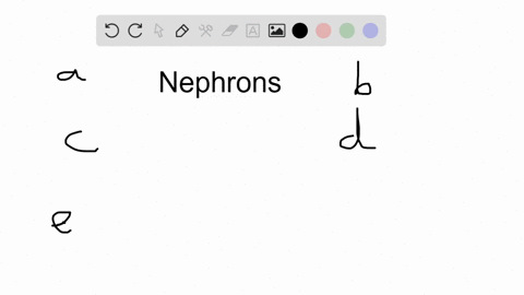 a-mammalian-nephron-contains-the-a-bowmans-capsule-which-delivers-the-filtrate-to-the-glomerulus-b-b