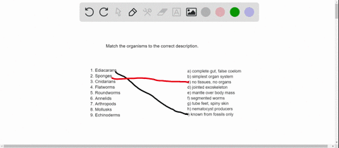 match-the-organisms-with-their-appropriate-descriptions-_______-ediacarans-______-sponges-_______-cn
