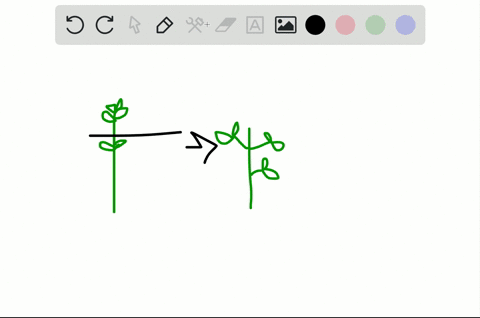 which-hormone-controls-this-plant-condition-a-auxin-c-ethylene-b-gibberellin-d-cytokinin