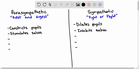 which-of-the-following-is-not-a-response-to-activation-of-the-sympathetic-division-of-the-autonomic-