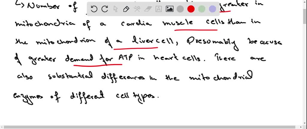 SOLVED:Propose why muscle cells have more mitochondria than other kinds