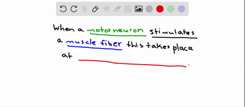stimulation-of-a-muscle-fiber-by-a-motor-neuron-occurs-at-a-the-neuromuscular-junction-b-the-transve