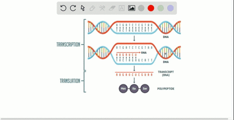 transcription-and-translation-take-place-in-the-_______________-and-_______________-respectively-a-n