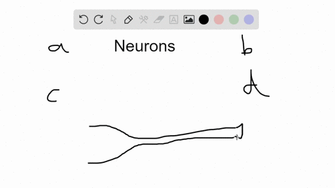 the-____-of-a-neuron-releases-neurotransmitter-a-axon-terminals-b-cell-body-c-dendrites-d-all-of-the