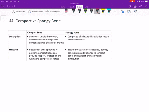 in-what-ways-is-the-structural-makeup-of-compact-and-spongy-bone-well-suited-to-their-respective-fun