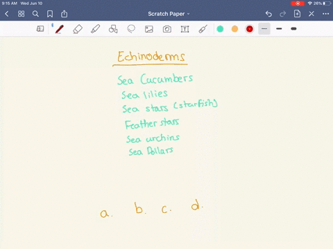 which-group-of-echinoderms-has-respiratory-trees-with-many-branches-a-sea-cucumbers-b-sea-stars-c-se
