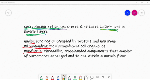release-of-calcium-ions-from-a-muscle-fibers-____-allows-actin-and-myosin-filaments-to-interact-a-nu