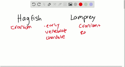 what-can-be-inferred-about-the-evolution-of-the-cranium-and-vertebral-column-from-examining-hagfishe