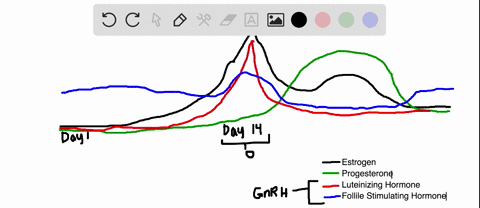 which-two-hormones-regulate-each-other-in-a-negative-feedback-loop-during-menstruation-a-luteinizing