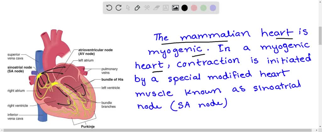 Human heart is (a) Neurogenic (b) Myogenic (c) Cardiogenic (d) Digenic ...