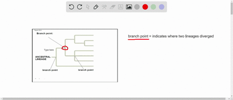 SOLVED:Which best describes a branch point in a phylogenetic tree? a. a ...