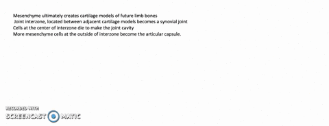 describe-how-synovial-joints-develop-within-the-embryonic-limb